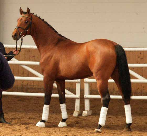 Trakehner-Rheinland berichtet:
				 Typklarer Veredler bester Machart, stellt er eine gelungene Symbiose aus Trakehner und Araber dar. Er wusste zu gefallen durch Gang, Bergauftendenz, Charme und Ausstrahlung. 
