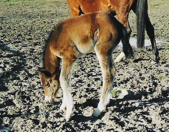 Filomena mit Puschelpelz